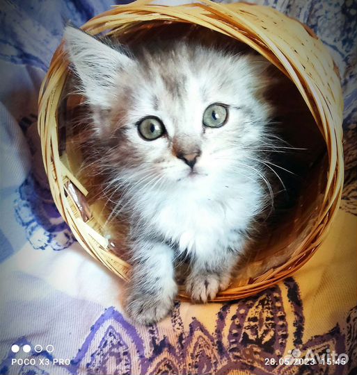 Отдам бесплатно животные