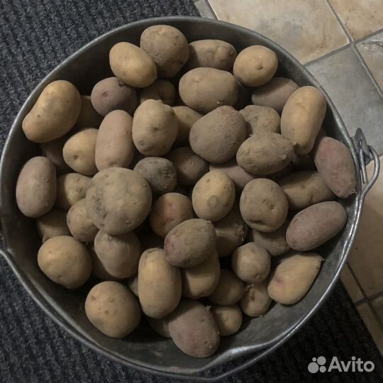 Картофель средний и мелкий