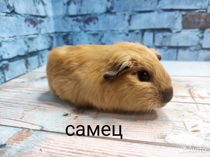 Морские свинки (самцы)