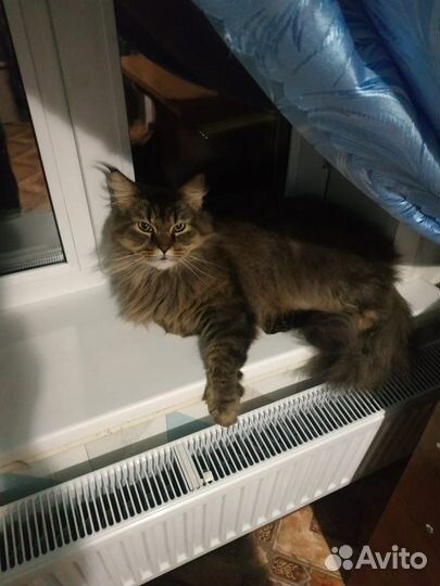 В добрые руки