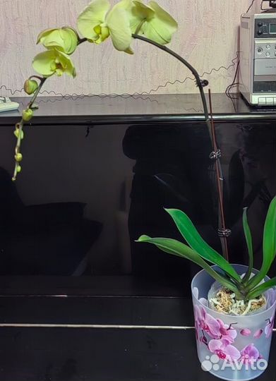 Орхидея фаленопсис
