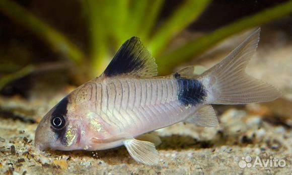 Коридорасы