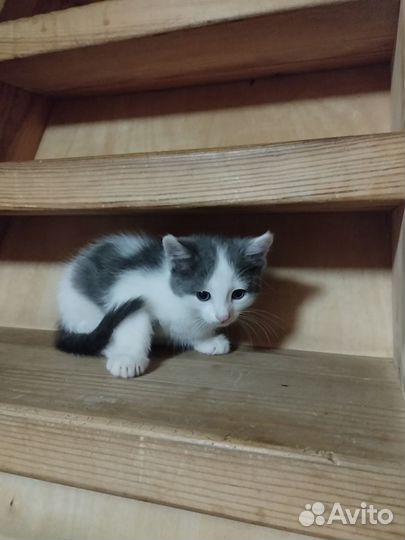 Отдам даром бесплатно