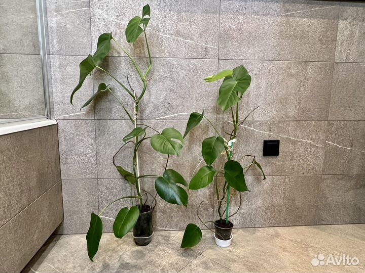 Комнатные цветы монстера