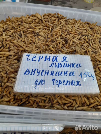 Корма для рыбок, ежей,рептилий и других