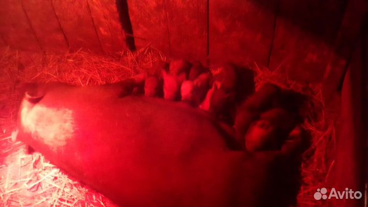 Продам свиней