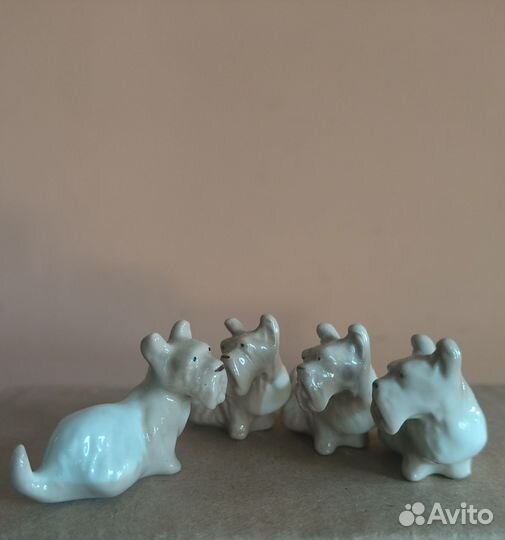 Собачки мини. Шотландка Лфз