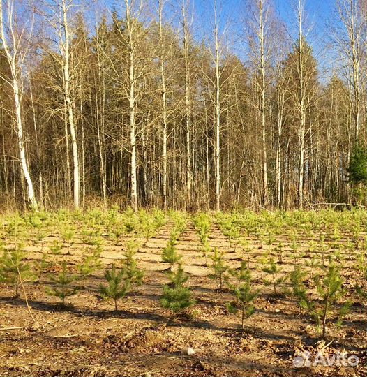 Саженцы сосны и ели от 50 до 100 см c доставкой