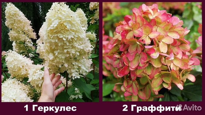 Гортензия метельчатая, укоренённые черенки