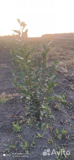 Кизильник блестящий для живой изгороди