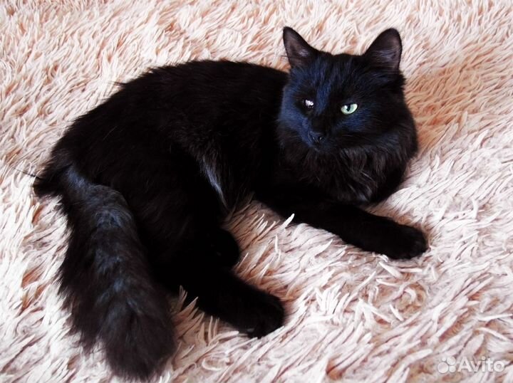 В добрые руки очаровашки