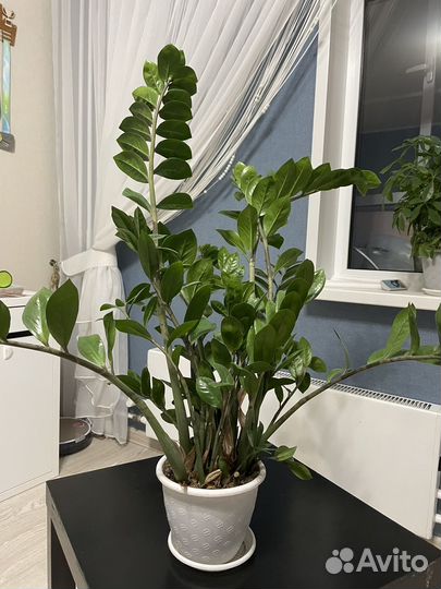 Замиокулькас (долларовое дерево)