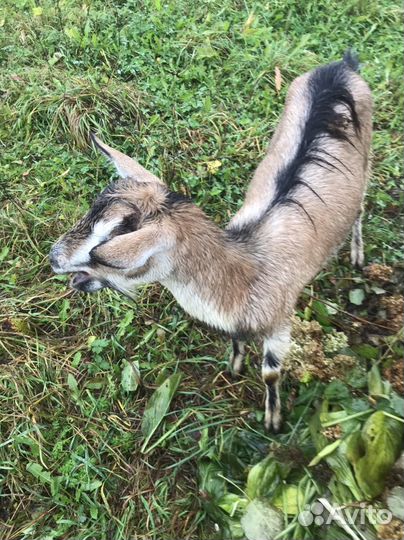 Коза дойная 1 окот10 т
