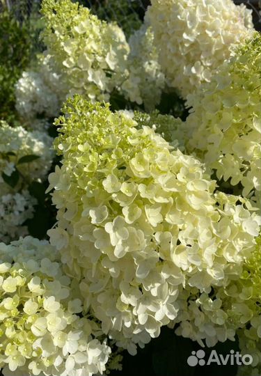 Гортензия метельчатая Сильвер доллар