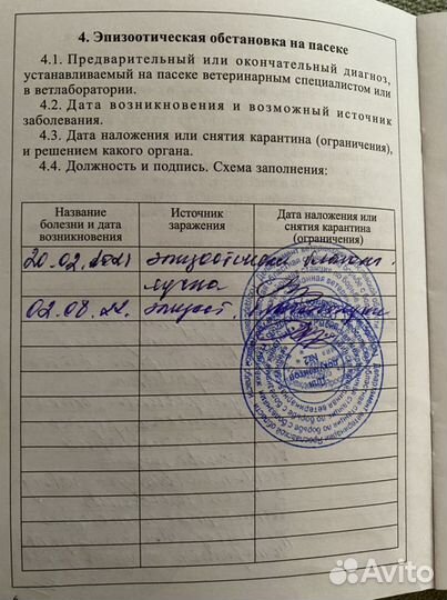 Пчеломатки