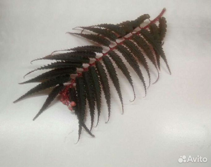 Бегонии pteridiformis, luxurians