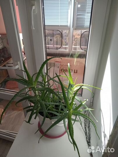 Комнатные цветы алоэ