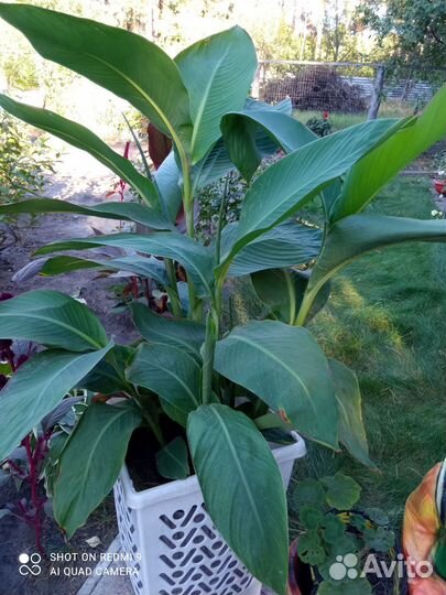 Растения уличные