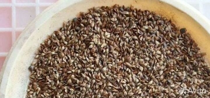 Доставка семян сосны