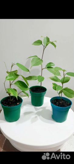 Комнатные растения цветы