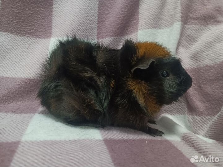 Морские свинки для семьи