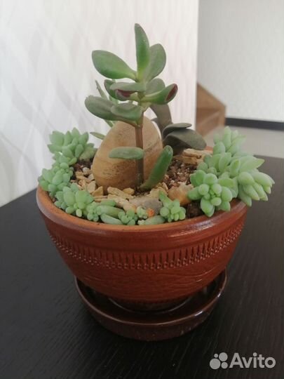 Минисадик суккуленты