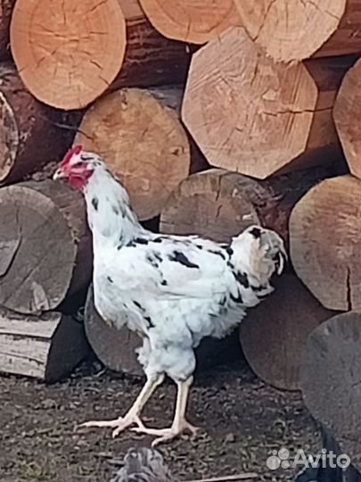 Петухи, Ливенские ситцевые