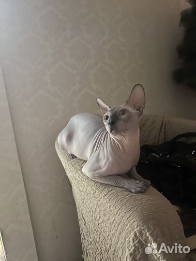 Донской сфинкс вязка