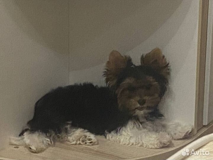 Собака бивер йорка