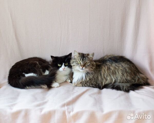 Кошка Рыся и кот Шторм, 3 года обоим