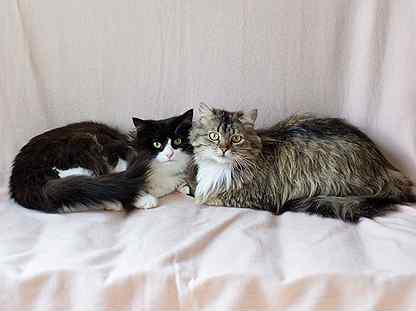 Кошка Рыся и кот Шторм, 3 года обоим