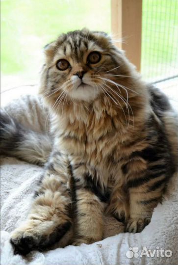 Чистокровные шотландские котята девочки 2 мес