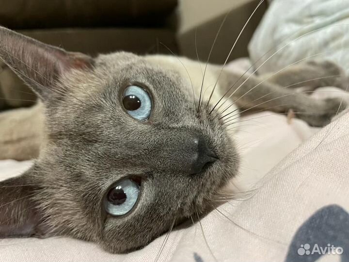 Кот в добрые руки