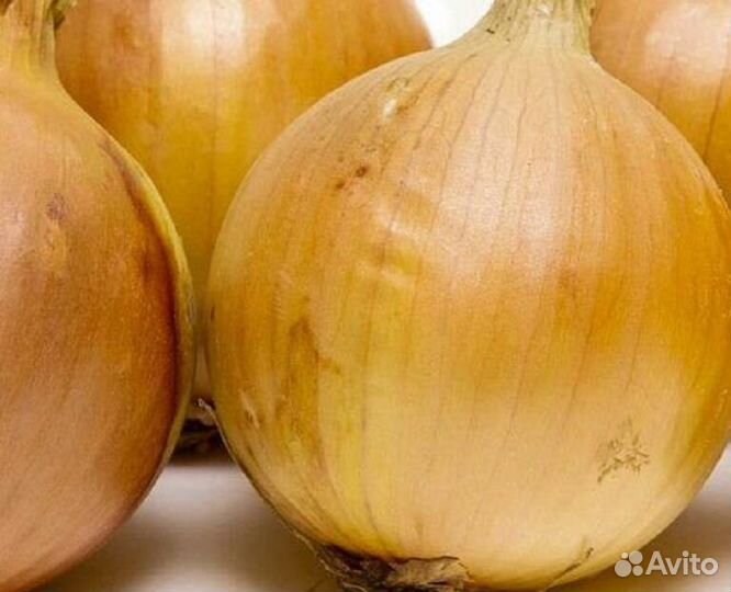 Лук севок озимый Радар