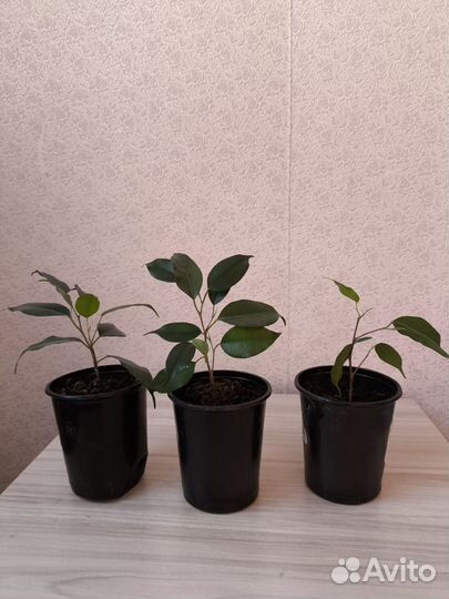 Фикус бенджамина