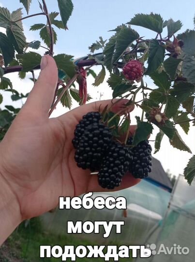 Саженцы ежевики