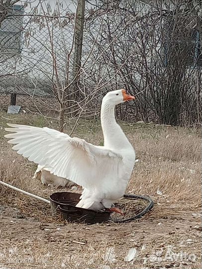 Продаю гусей