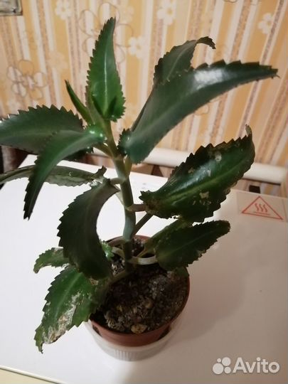 Каланхое, Синадениум