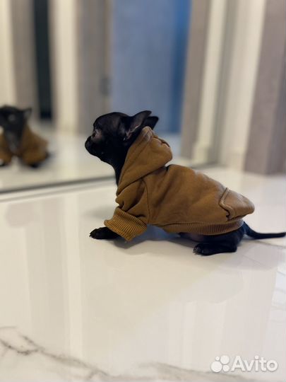 Одежда для маленьких собак xs-s