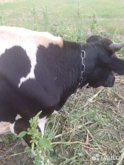 Бычки и телки