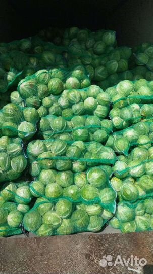 Капуста оптом
