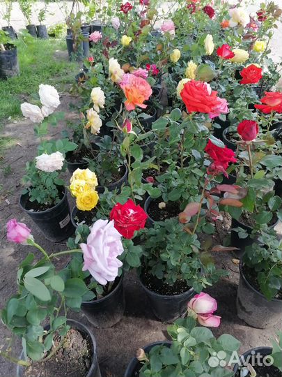 Цветы для сада, розы и многое другое