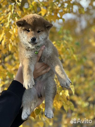Сиба девочка