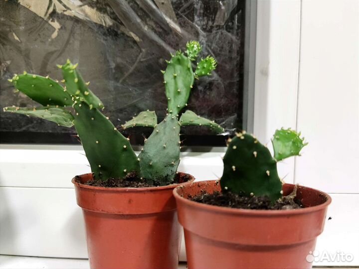 Кактусы и суккуленты