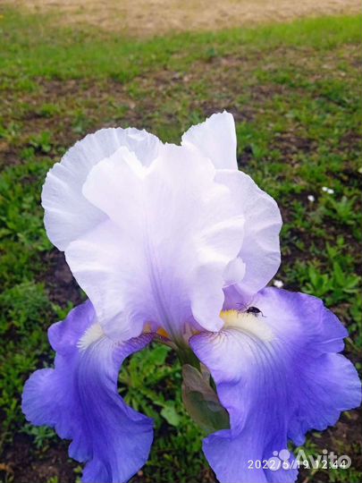 Ирисы, кусты