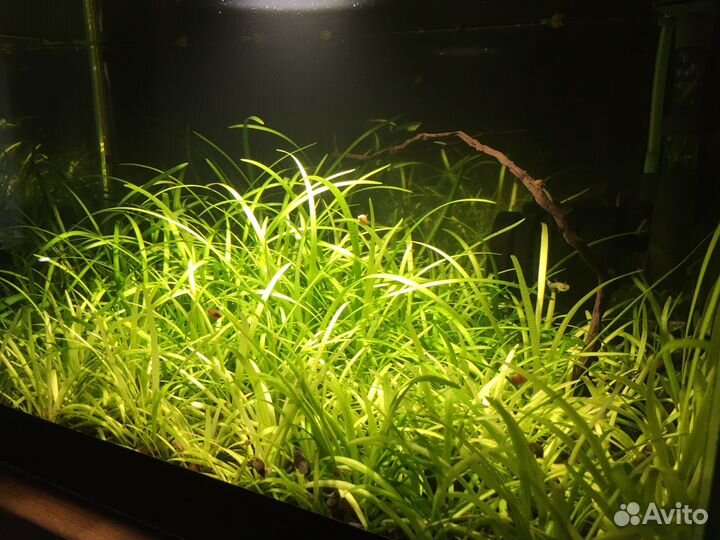 Аквариумы, фильтр Акваель