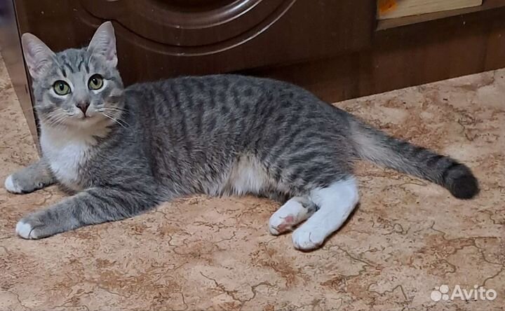 Молодой кастрированный котик