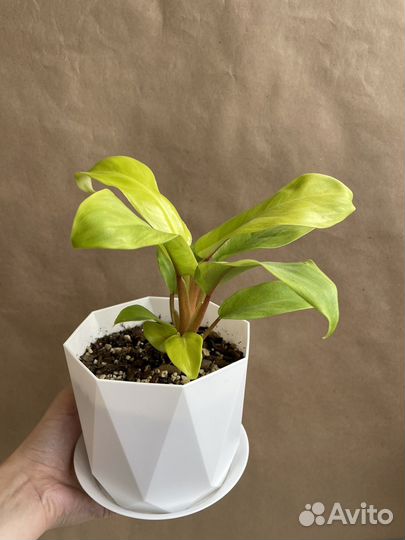 Филодендрон лимон-лайм