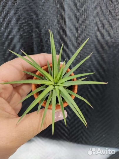 Тилландсия атмосферная