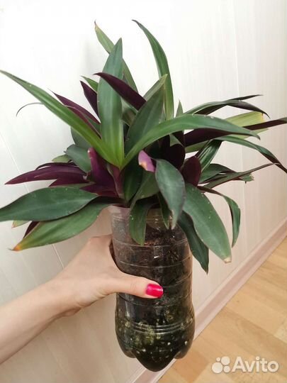 Молодое растение Традесканция Рэо (Рео)